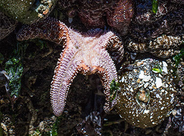 EXTINCTION!!! Memories of the Sunflower Sea Star