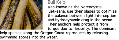 ﷯Bull Kelp also known as the Nereocystis luetkeana, use their blades to optimize the balance between light interception and hydrodynamic drag in the ocean. Their anchors help protect it from torque due to flexibility. The dominant kelp species along the Oregon Coast reproduces by releasing swimming spores into the water.