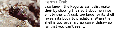 ﷯Hermit Crab also known the Pagurus samuelis, make their by slipping their soft abdomen into empty shells. A crab too large for its shell reveals its body to predators. When the shell is too large, a crab can withdraw so far that you can’t see it.