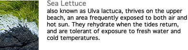 ﷯Sea Lettuce also known as Ulva lactuca, thrives on the upper beach, an area frequently exposed to both air and hot sun. They rehydrate when the tides return, and are tolerant of exposure to fresh water and cold temperatures. 
