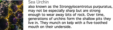 ﷯Sea Urchin also known as the Strongylocentrotus purpuratus, may not be especially sharp but are strong enough to wear away bits of rock. Over time, generations of urchins form the shallow pits they live in. They munch on kelp with a five-toothed mouth on their underside.