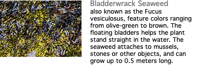 ﷯Bladderwrack Seaweed also known as the Fucus vesiculosus, feature colors ranging from olive-green to brown. The floating bladders helps the plant stand straight in the water. The seaweed attaches to mussels, stones or other objects, and can grow up to 0.5 meters long.